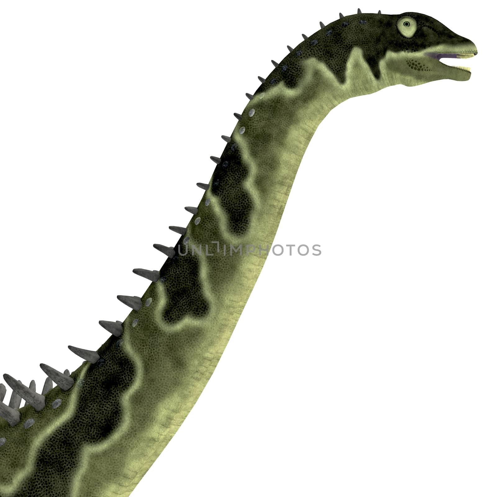 Agustinia was a herbivorous titanosaur dinosaur that lived in the Cretaceous Period of South America.