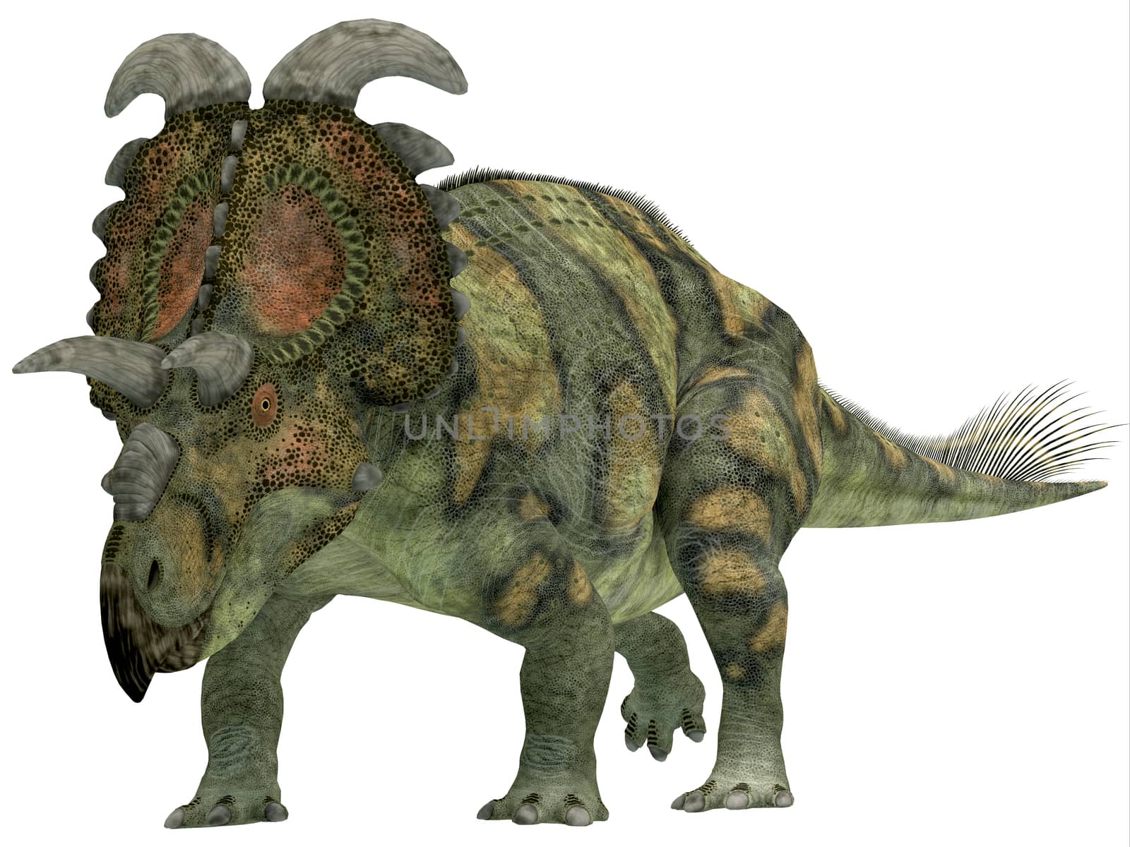 Albertaceratops over White by Catmando