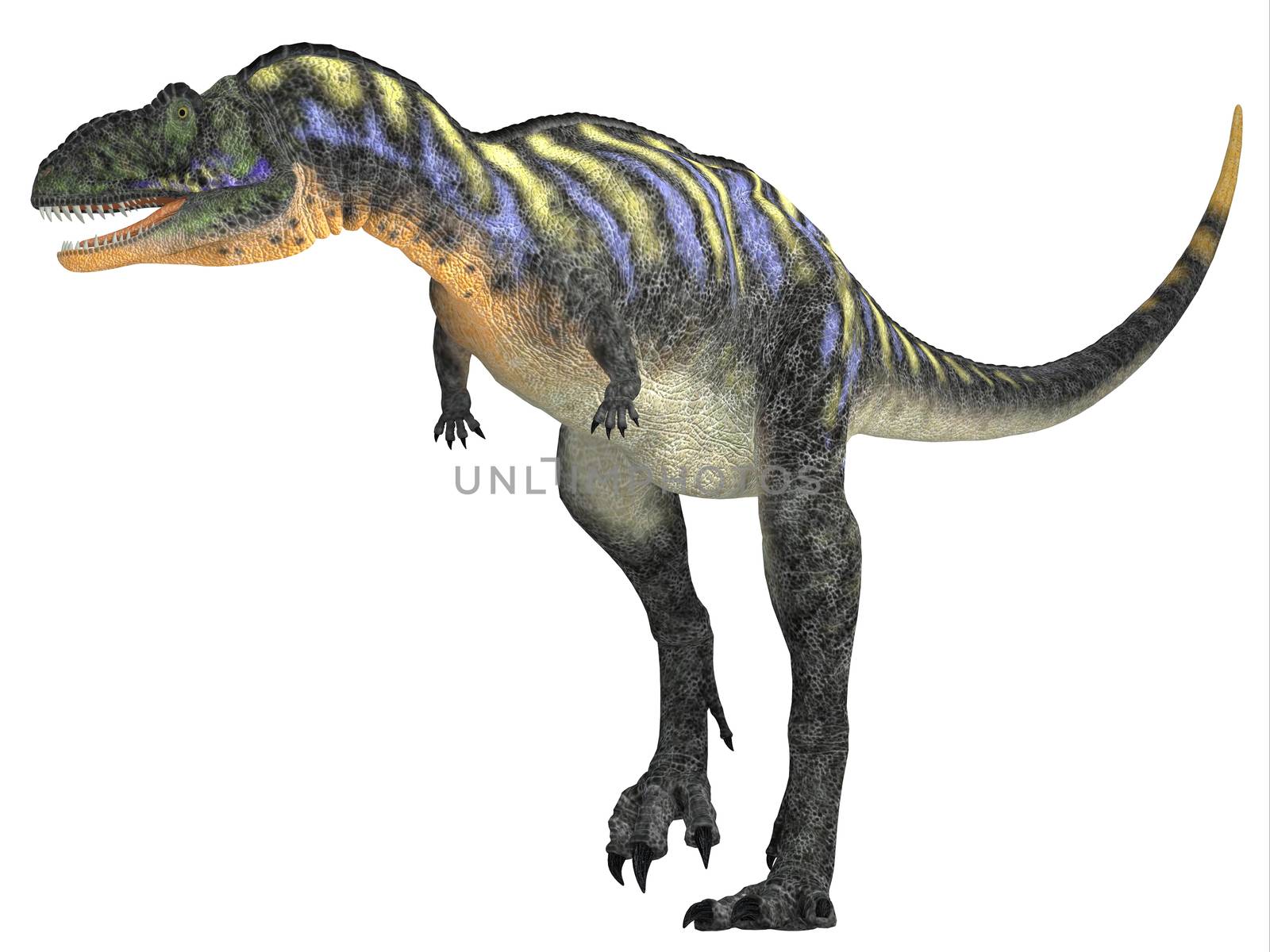 Aucasaurus was a carnivorous dinosaur that lived in the Cretaceous Period of Argentina, South America.