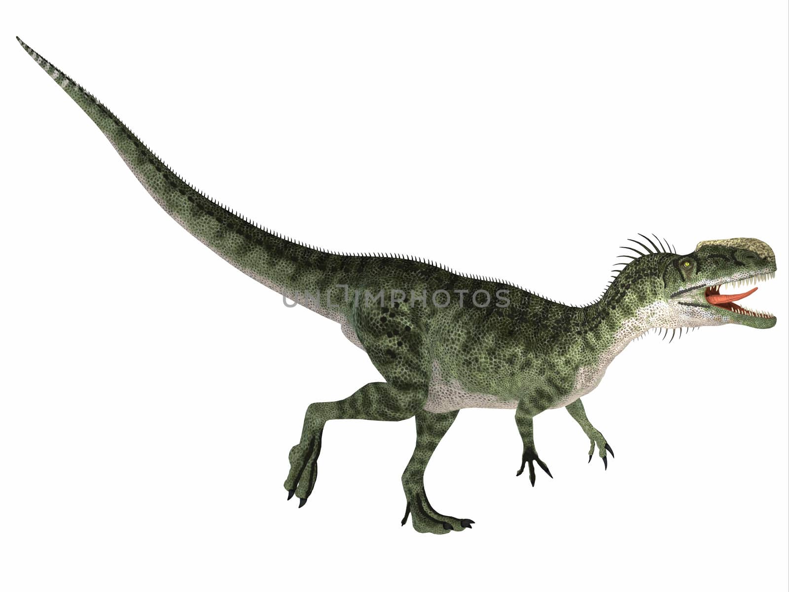 Monolophosaurus was a carnivorous theropod dinosaur that lived in the Jurassic Period of China.