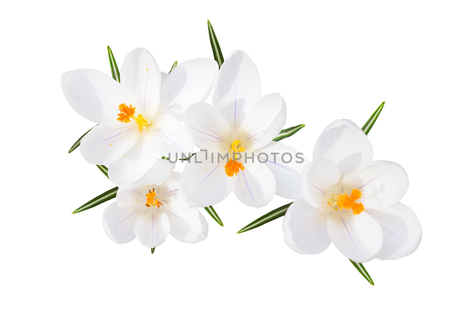 White spring blossom of sunlit crocus tender flowers with leaves isolated top view