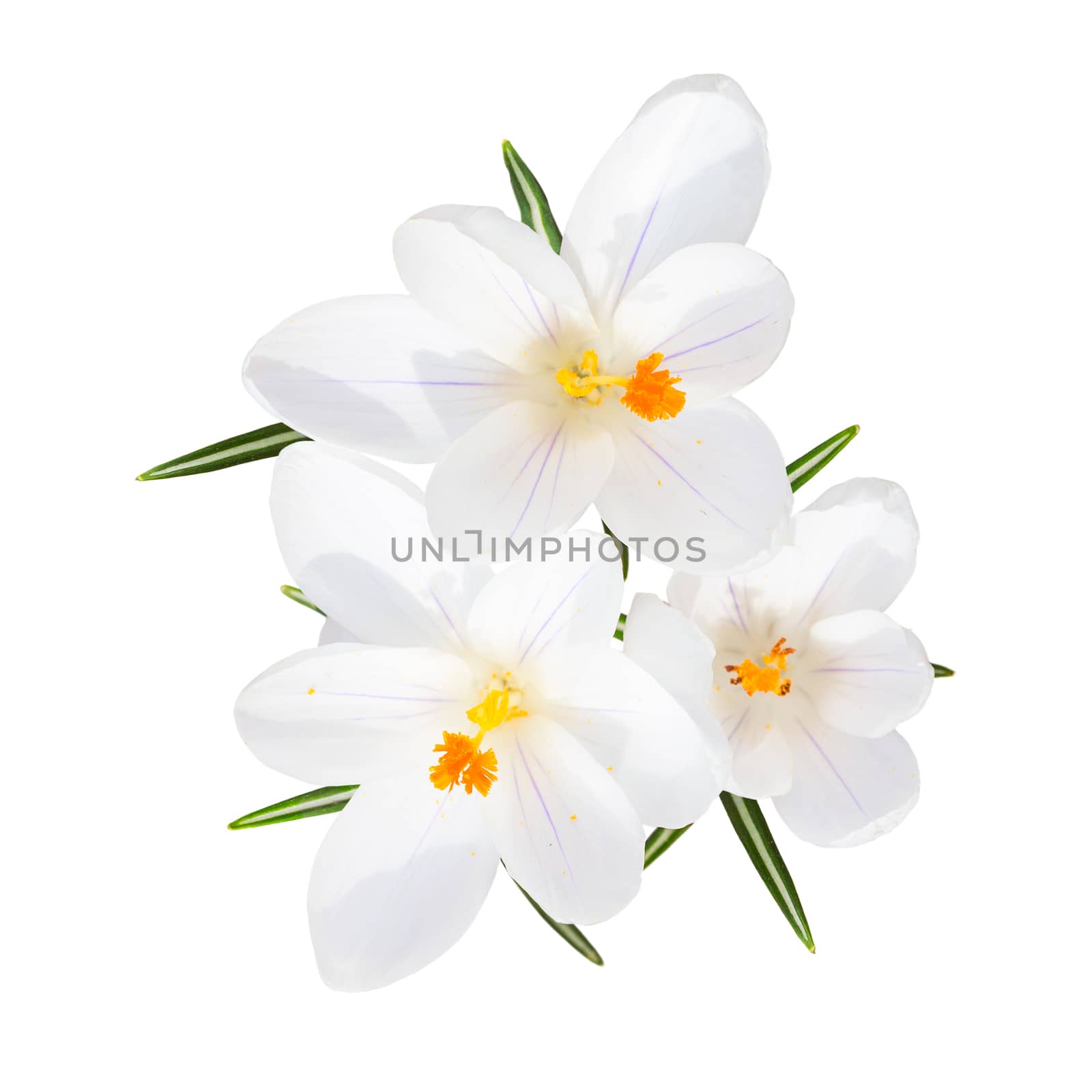 Spring blooming fragile crocus white sunlight flowers with leafs top view isolated