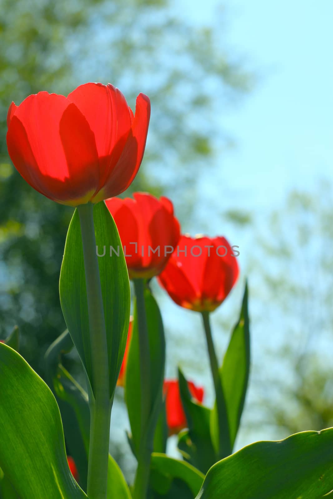 Red tulips in the garden close up view