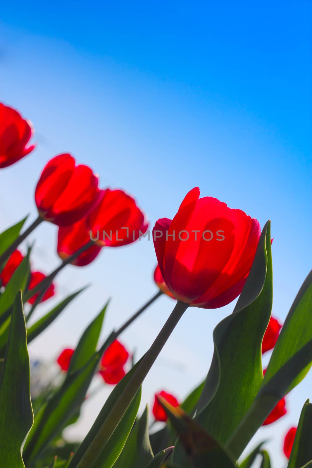 Red tulips in the garden over blue sky background