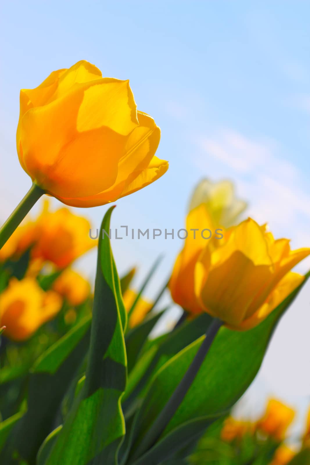 Yellow tulips in the garden over blue sky background