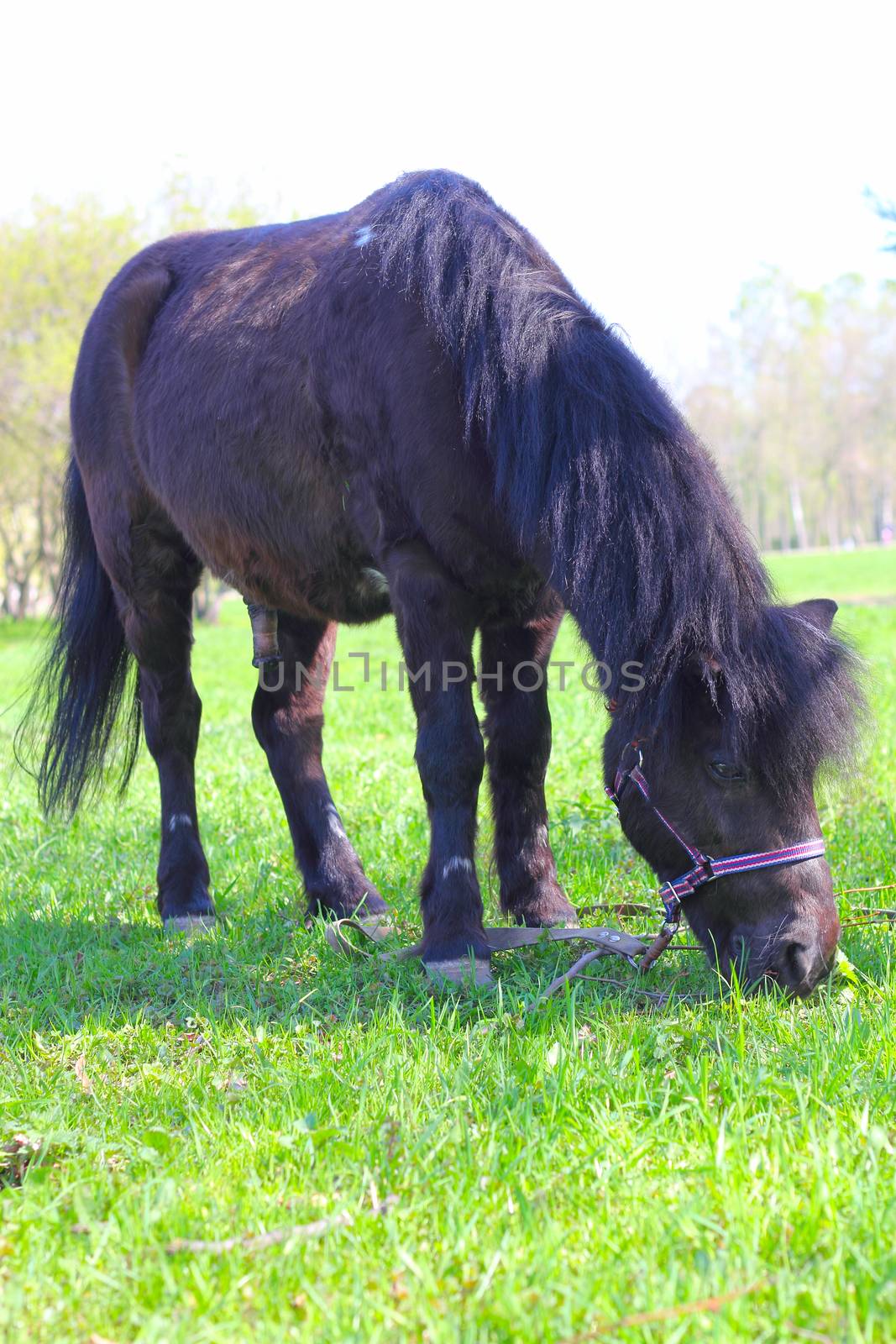 Brown pony grazing on fresh green grass of spring park