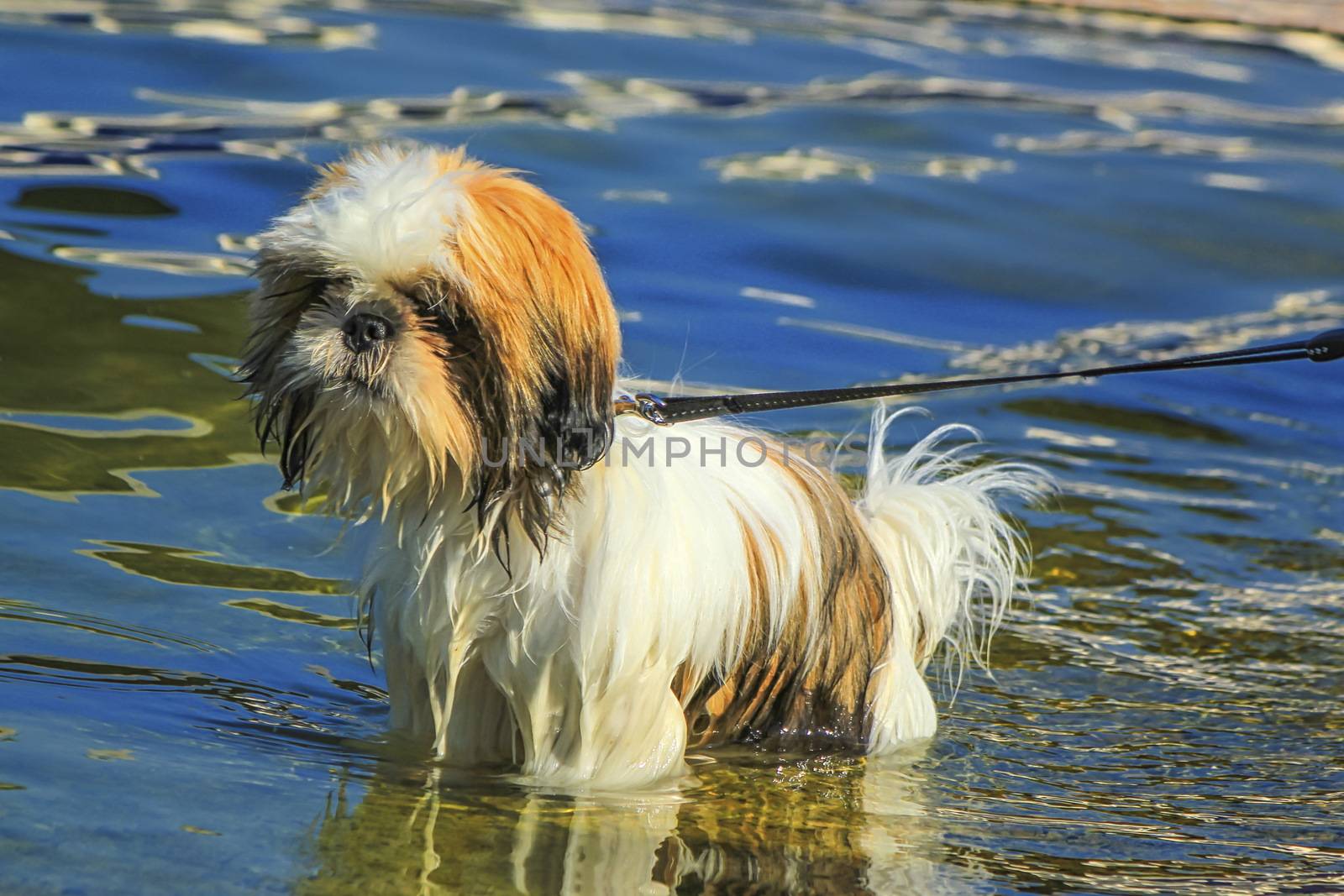 Shih Tzu dog in the water by Elenaphotos21