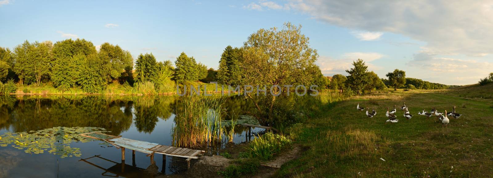 Rural landscape with pier and lake and reflected trees and water lilies and geese during sunset