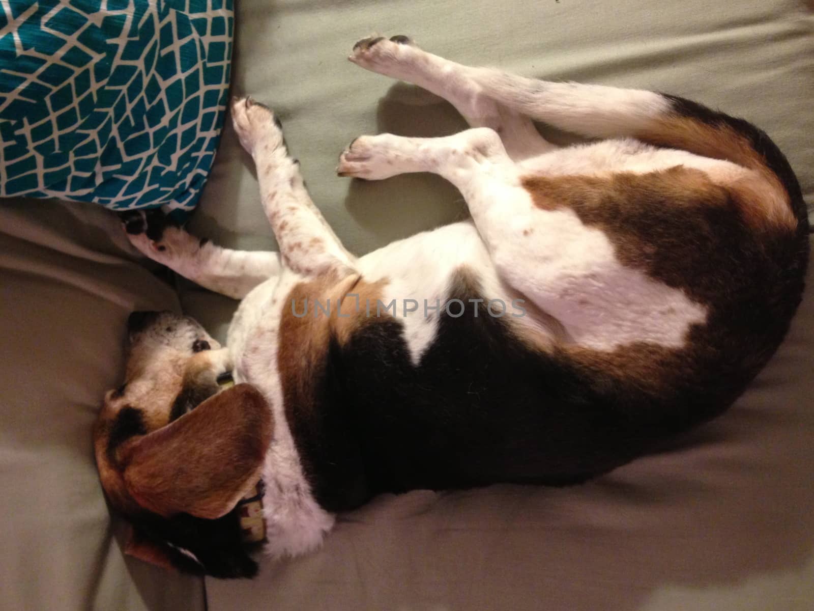 Beagle sleeping profile shot.