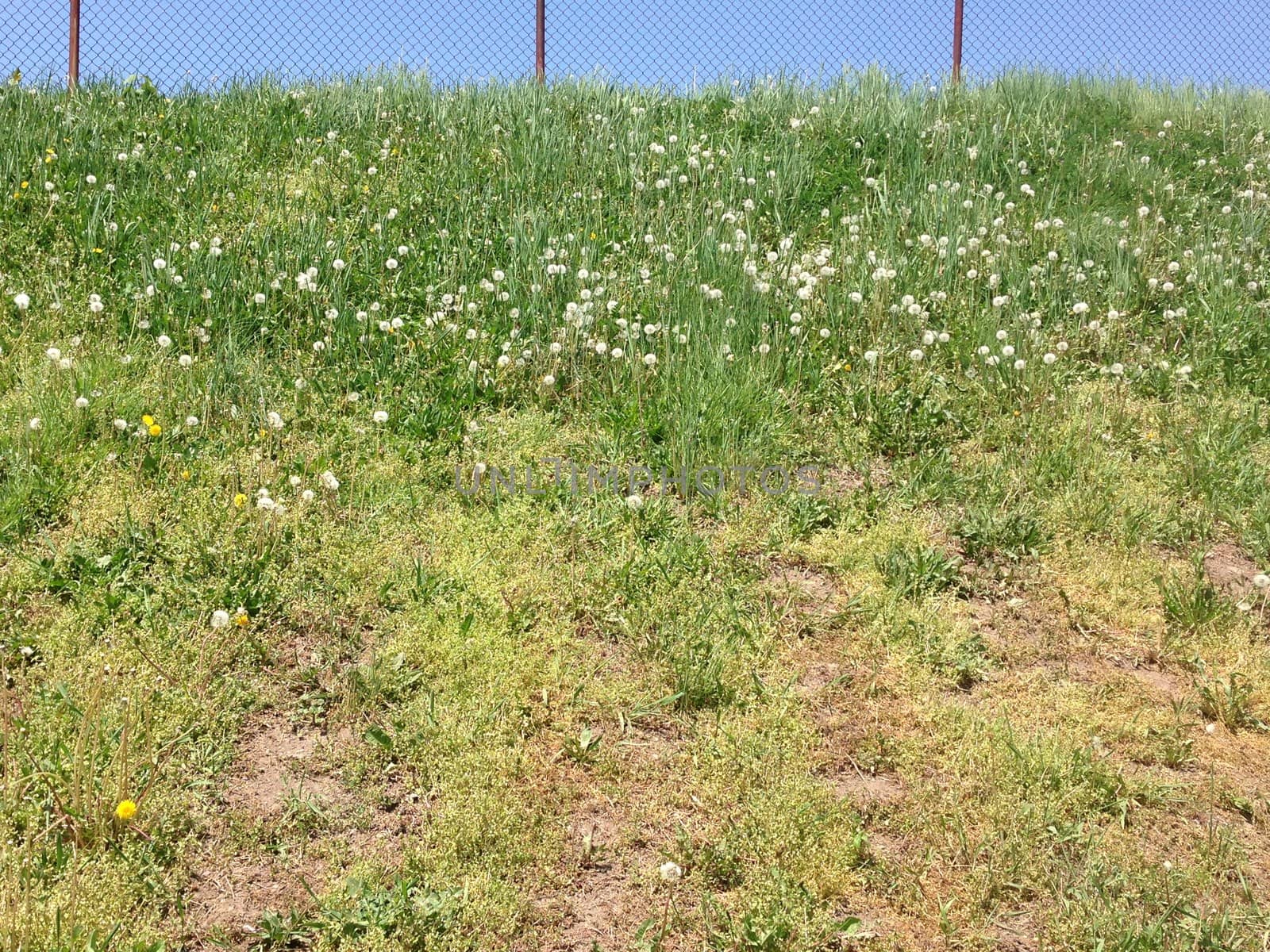 A hill with dandelions and grass and a fence, with blue sky in the background.