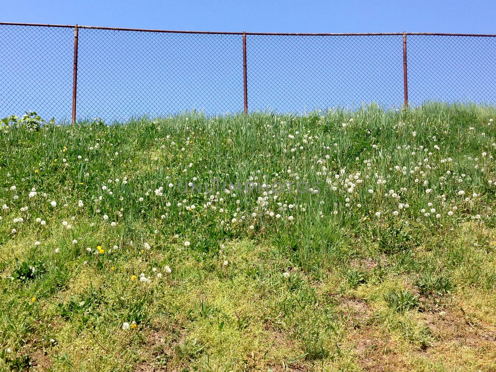 Fence, Tall Grass, and Dandelions by the_jade_greene
