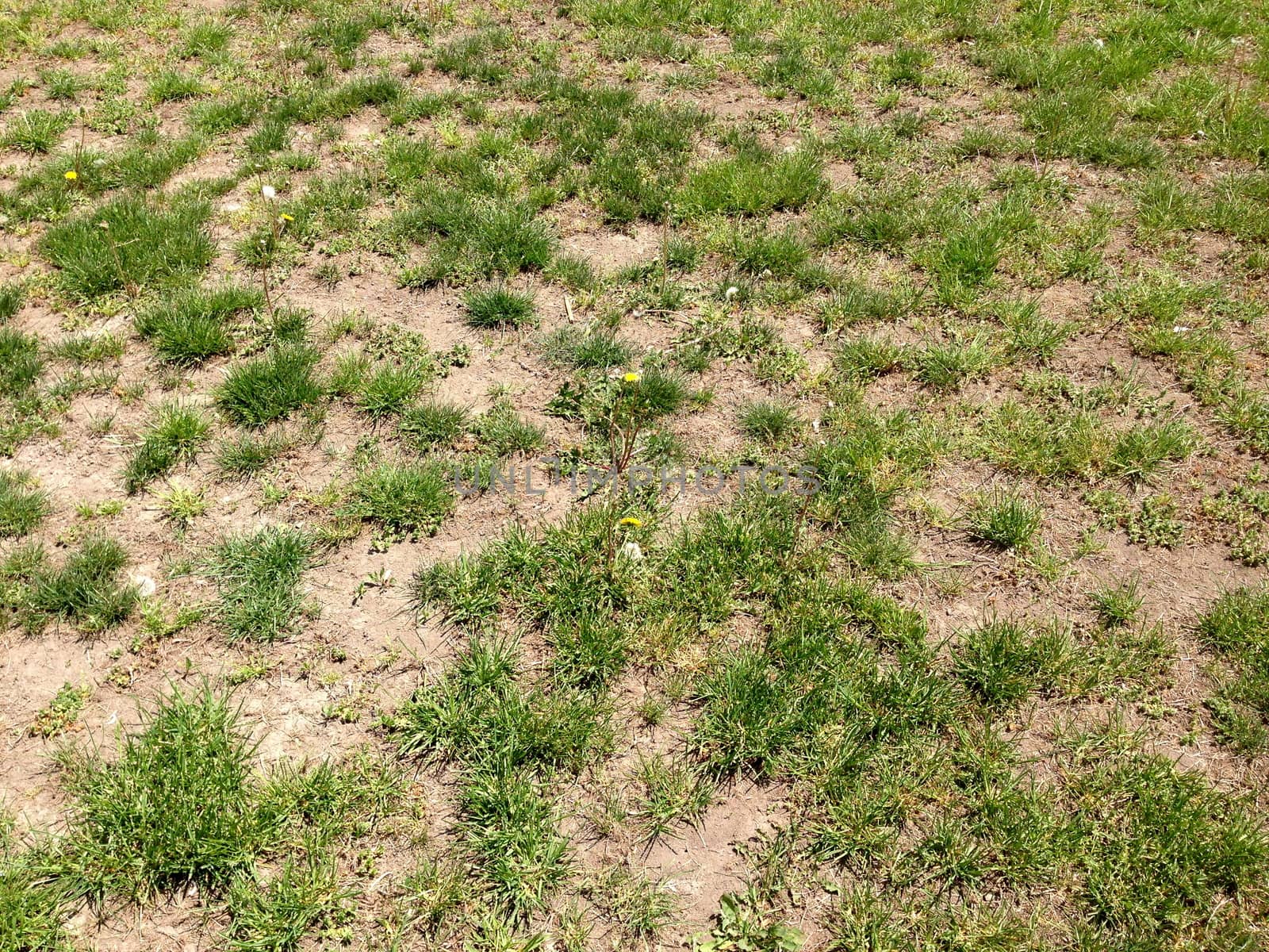 Sparse Grass and Dirt by the_jade_greene