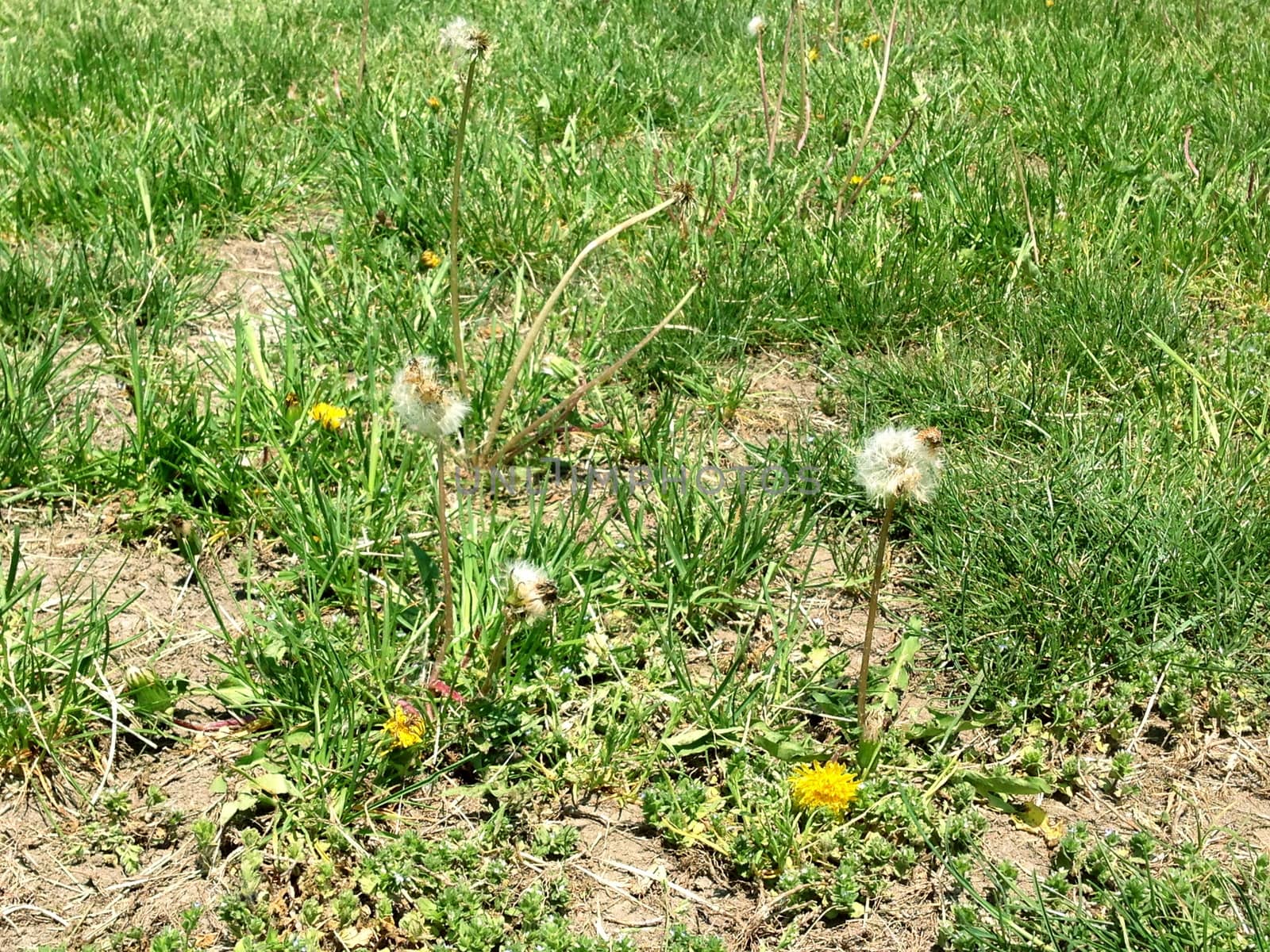 Dandelions in Grass by the_jade_greene