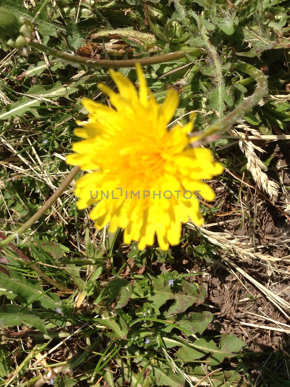 Yellow Dandelion in Grass by the_jade_greene