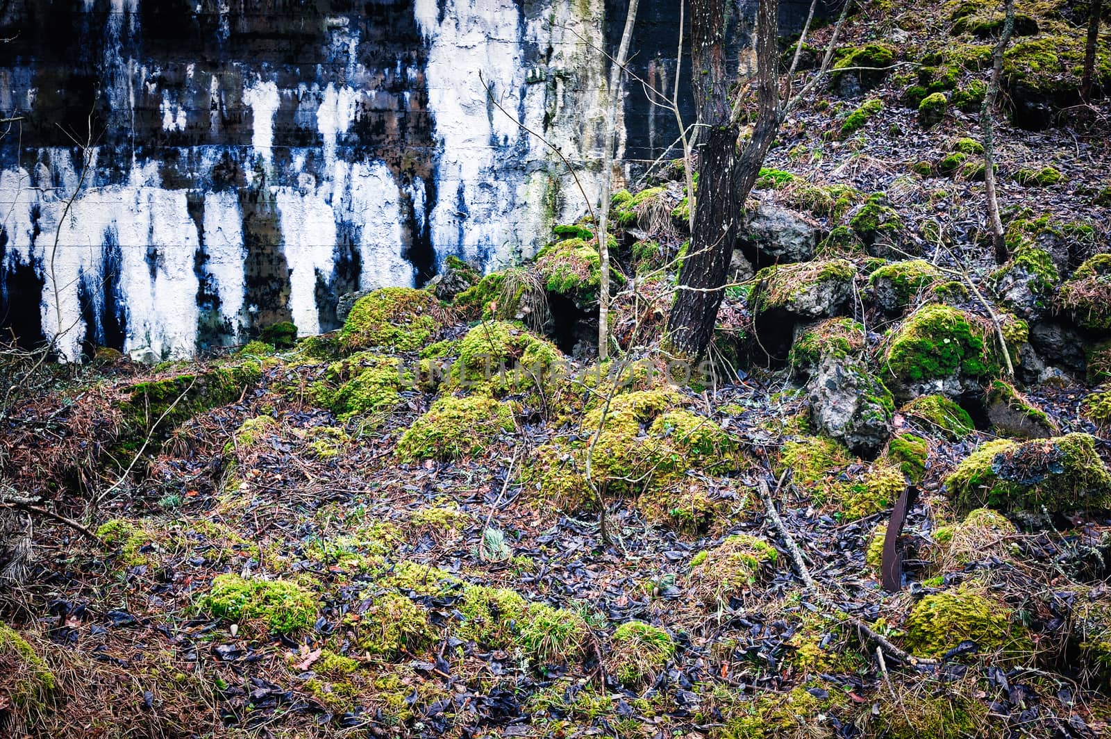 Wall ruins and moss on stones in pine tree forest