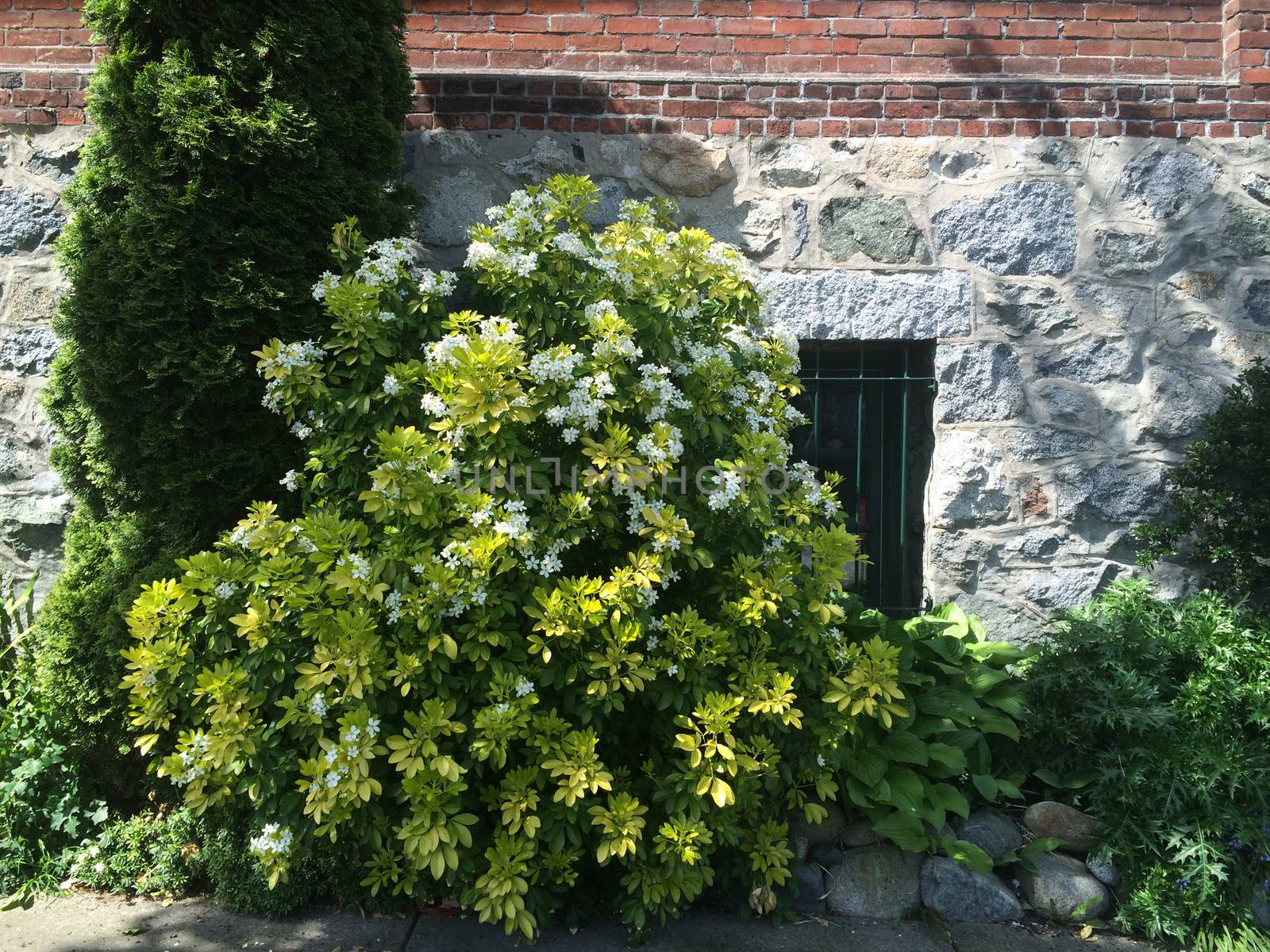 Flowering green bush near a stone wall and exterior window of a brick building