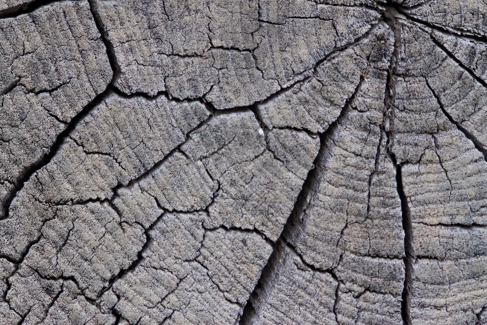 Abstract texture of tree cut by Chechotkin