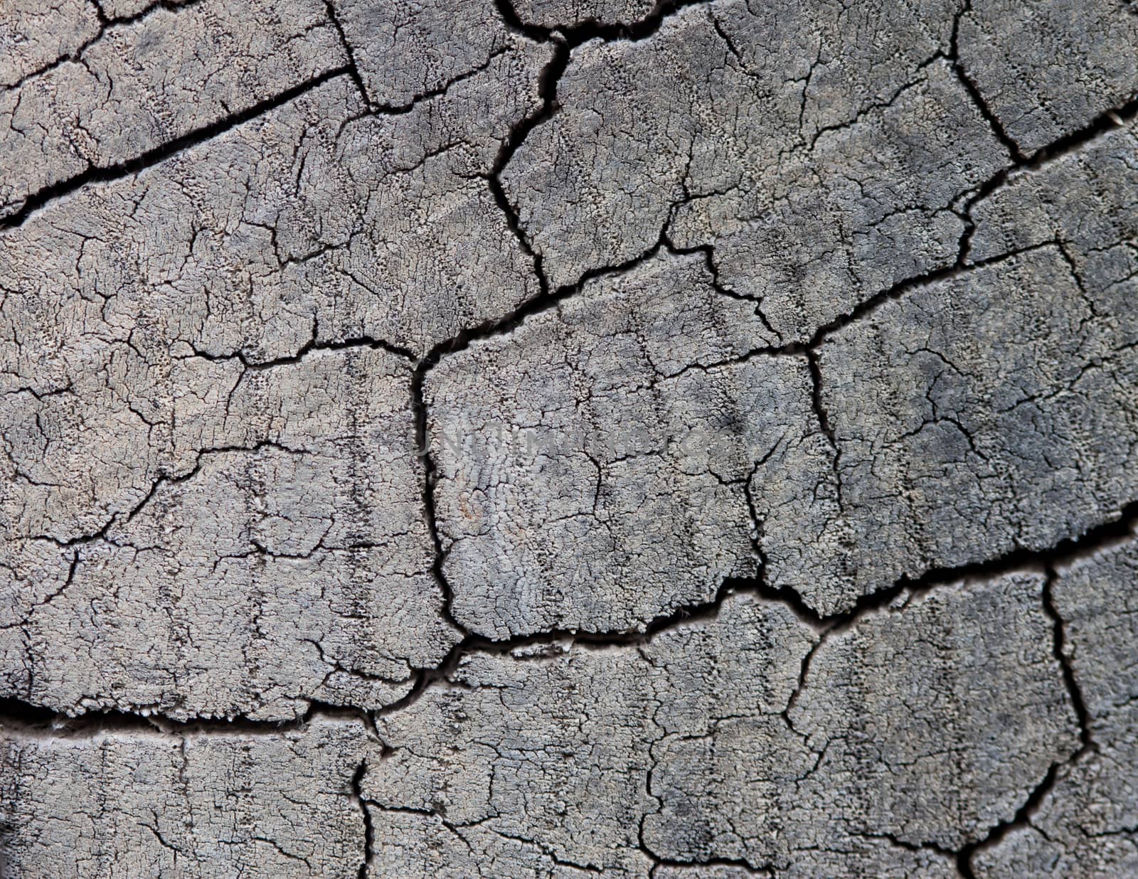 Abstract texture of tree cut by Chechotkin