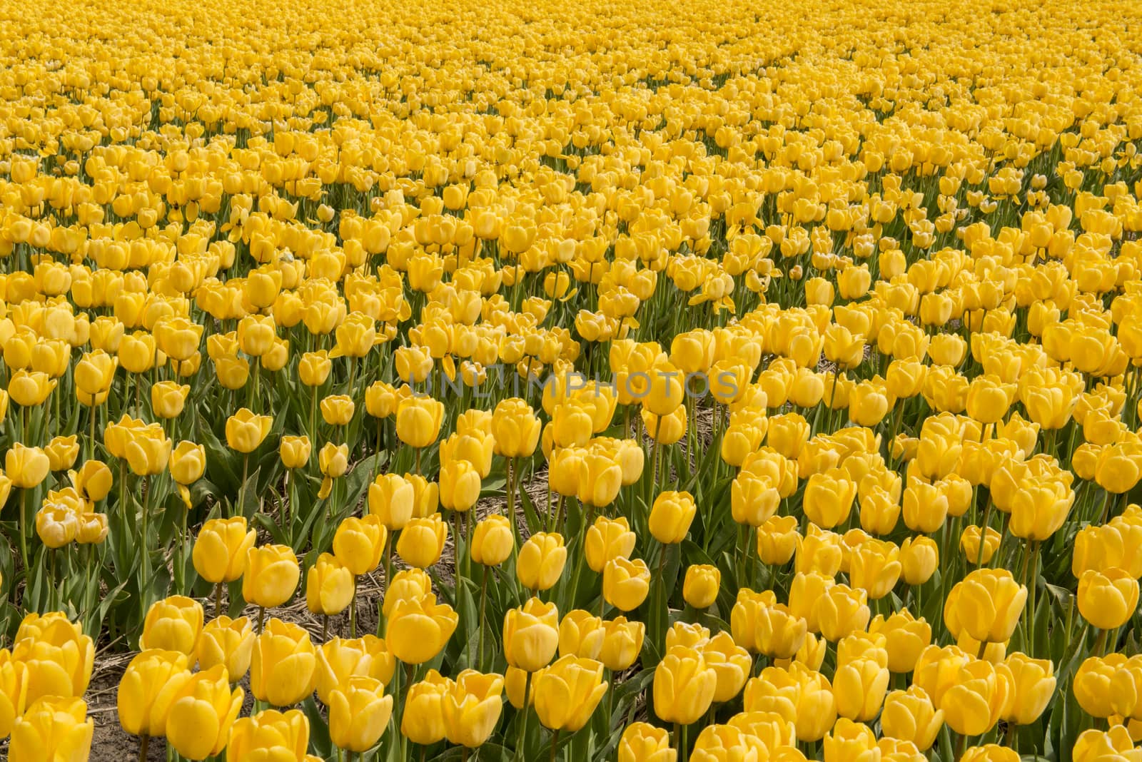 Yellow tulips in the Noordoostpolder in the Netherlands