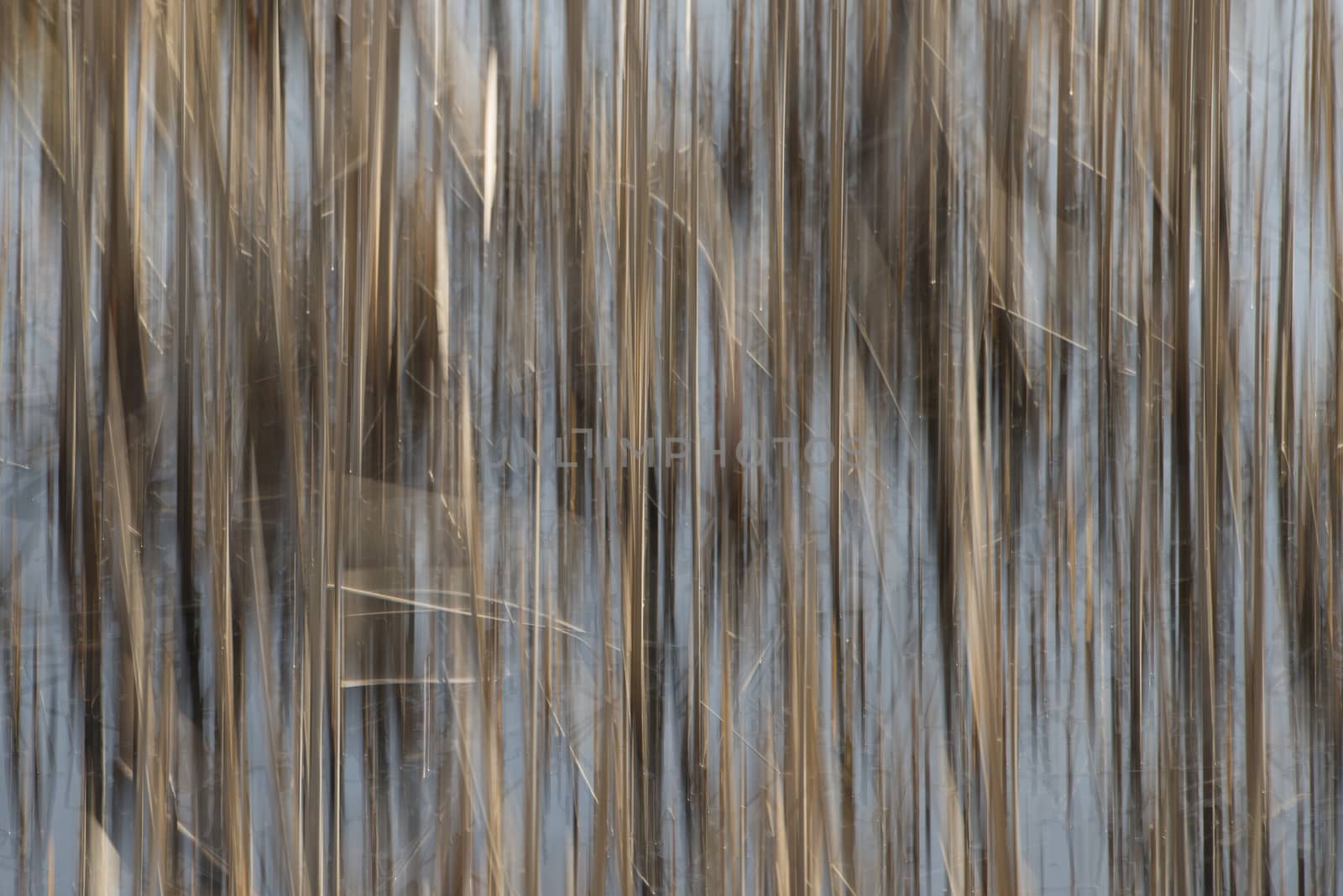 Abstract cane stems by Tofotografie