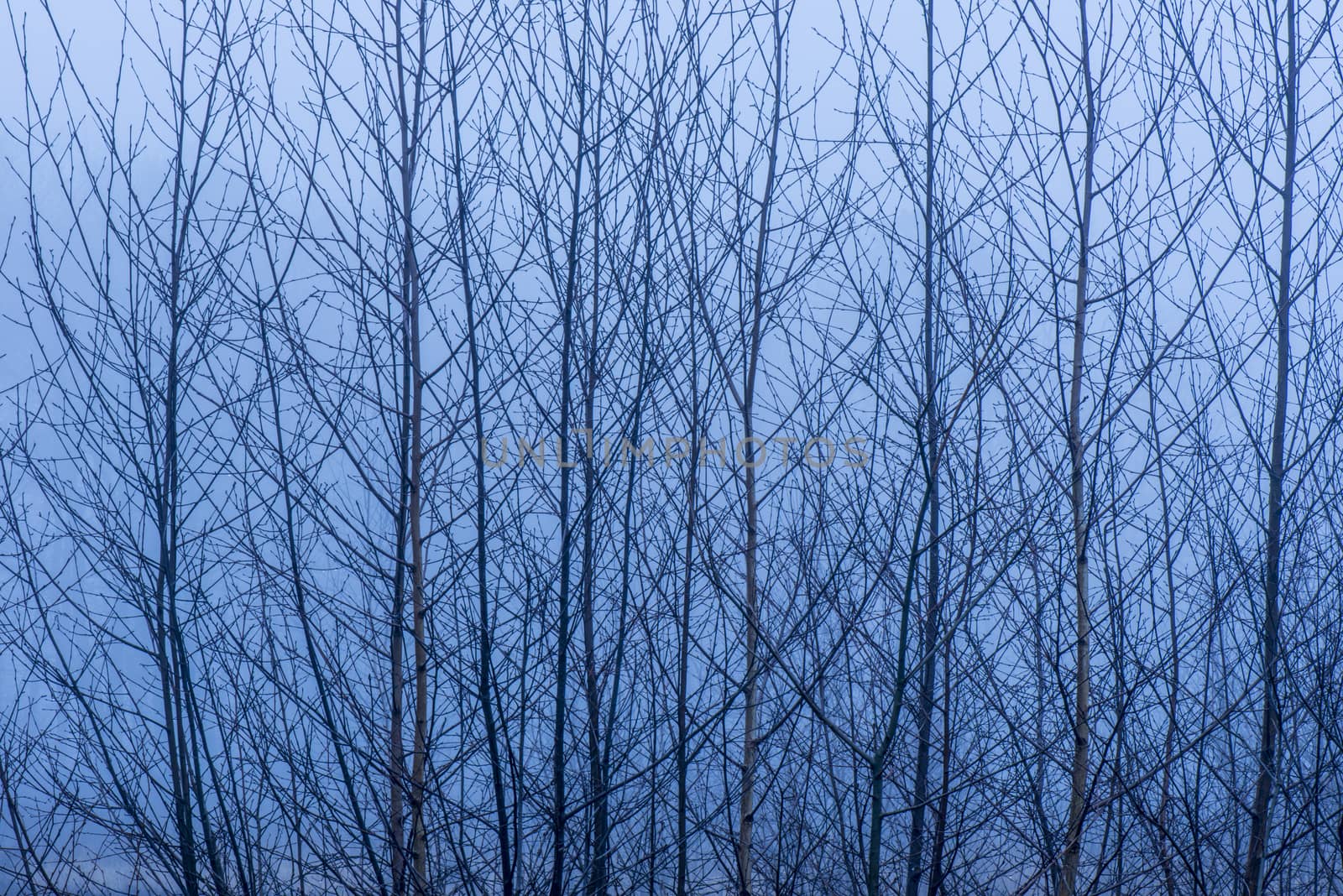 Birch tree branches in mist by Tofotografie