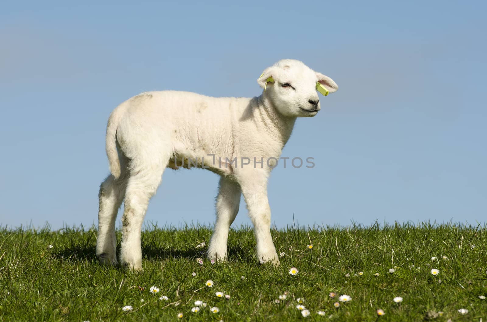 Little lamb on a dike along the Dutch coast