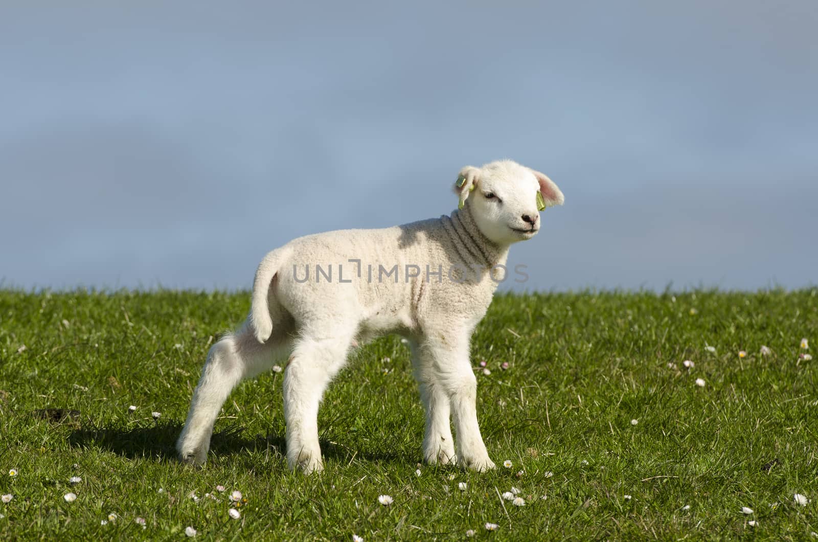 Little lamb on dike by Tofotografie
