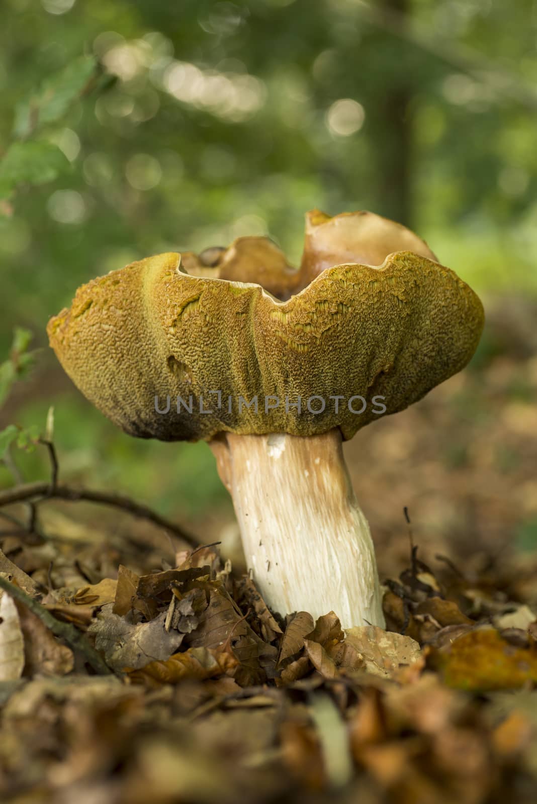 Boletis Edulis mushroom in nature reserve de Bekendelle in Winterswijk in the Netherlands