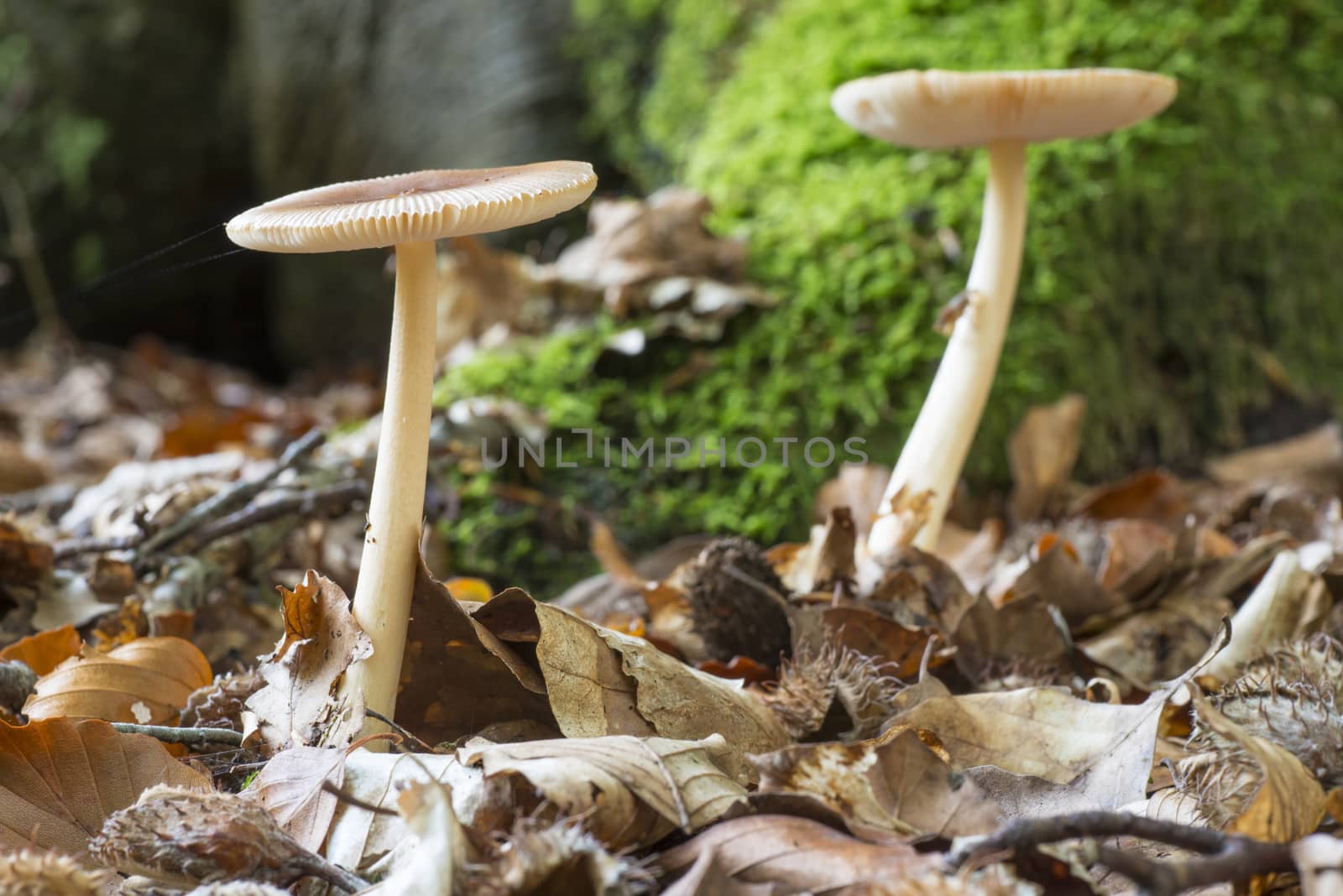 Mushroom Amanita Gemmata by Tofotografie