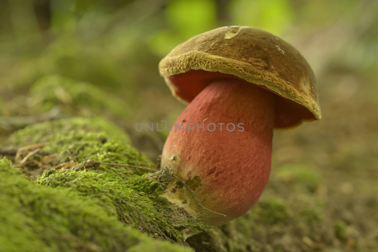 Colourful mushroom in forest in the autumn in the Netherlands