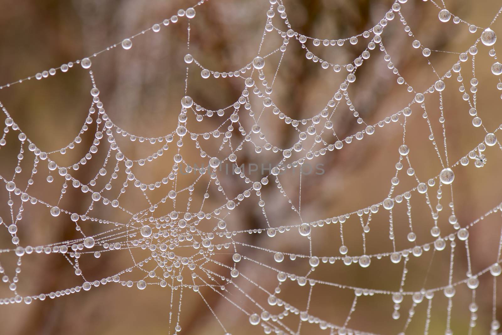 Spider Web with Pearl shaped dew drops by Tofotografie