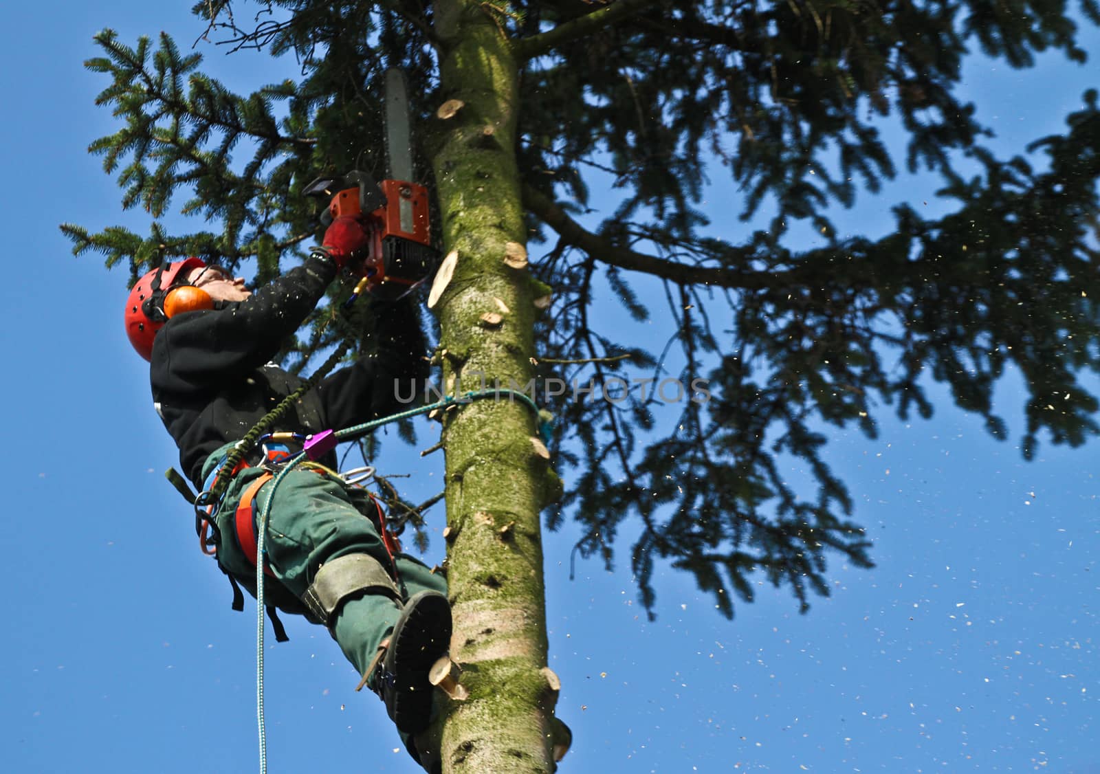 Woodcutter in action in denmark