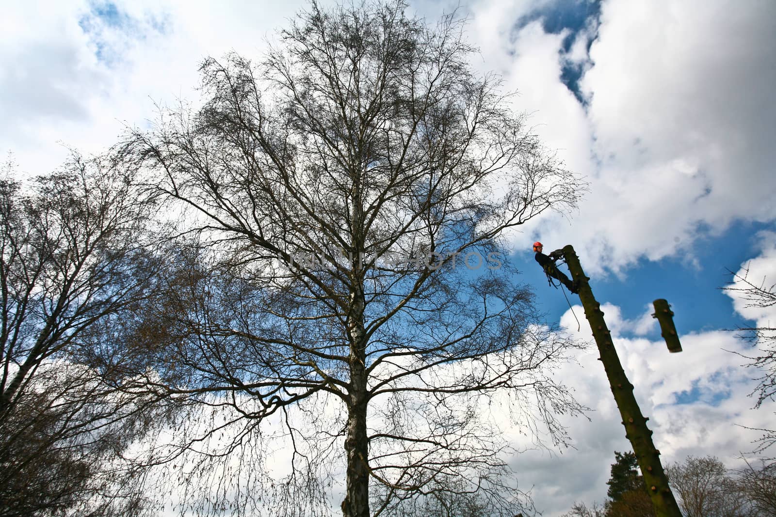 Woodcutter in action in denmark