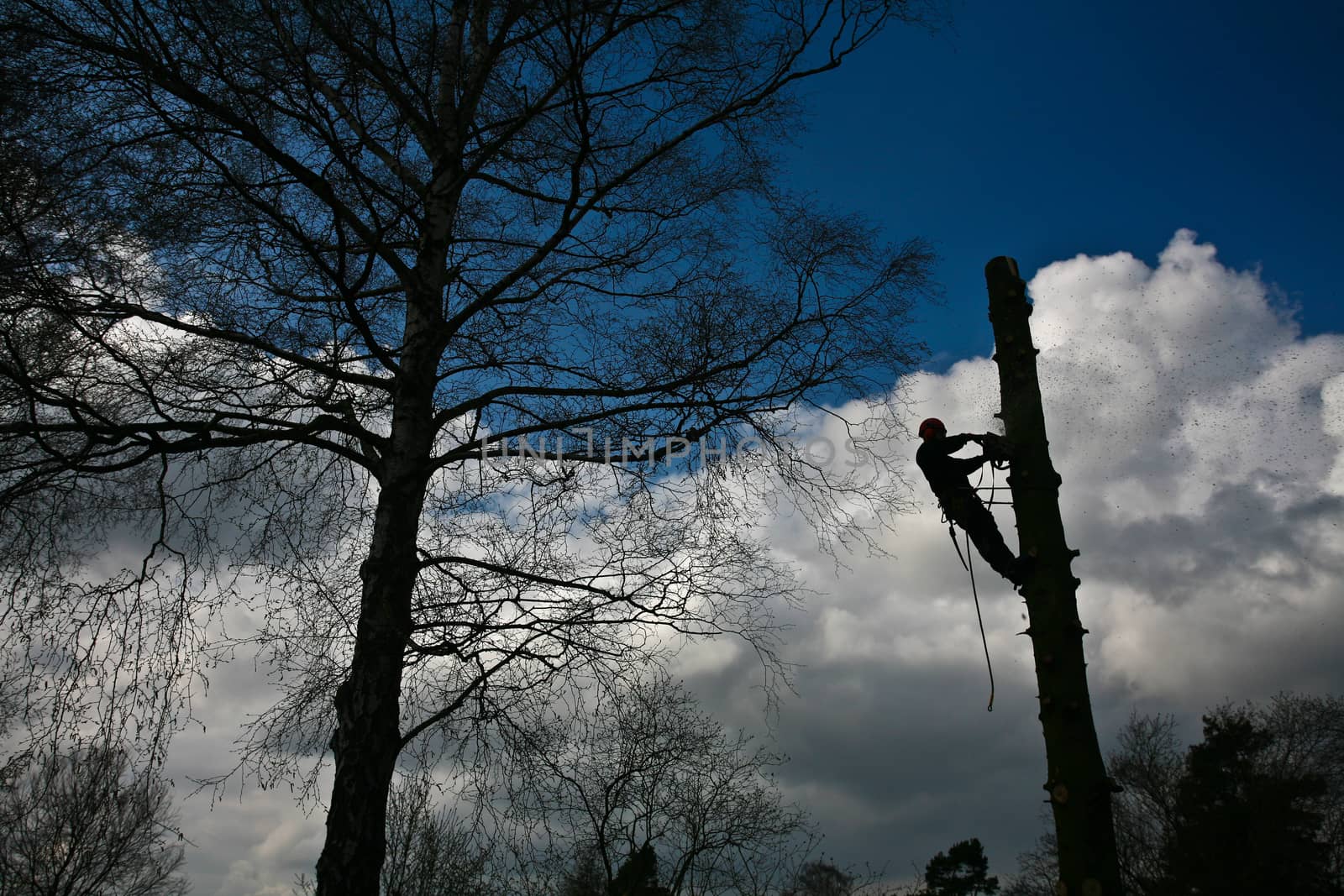 Woodcutter in action in denmark