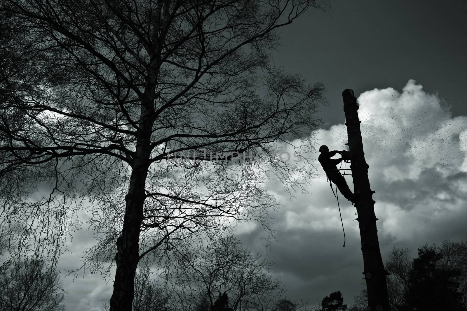 Woodcutter in action in denmark
