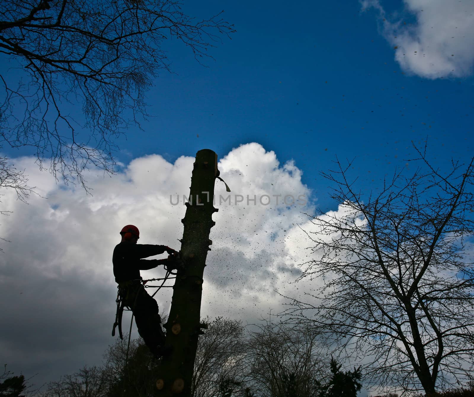 Woodcutter in action in denmark