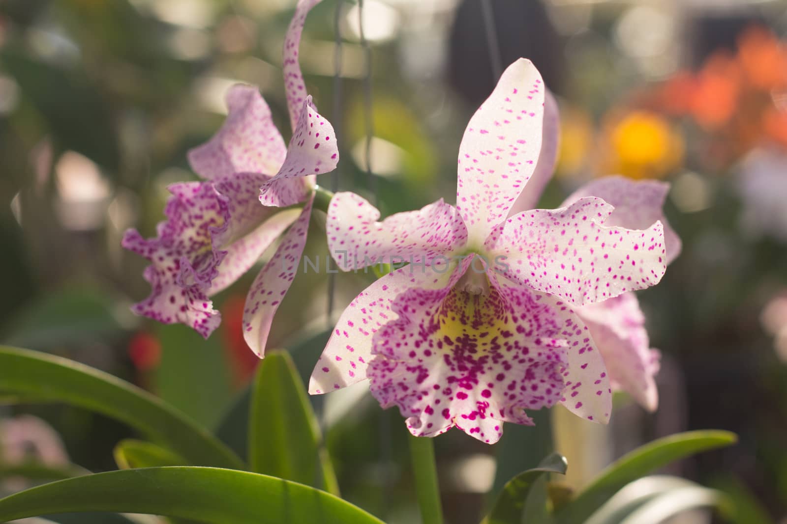 Orchid flowers, Laeliocattleya white and purple color