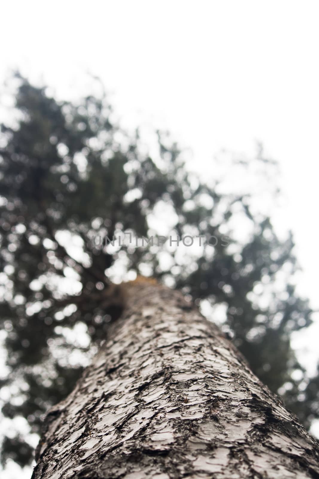 View up a tree trunck with top blurred