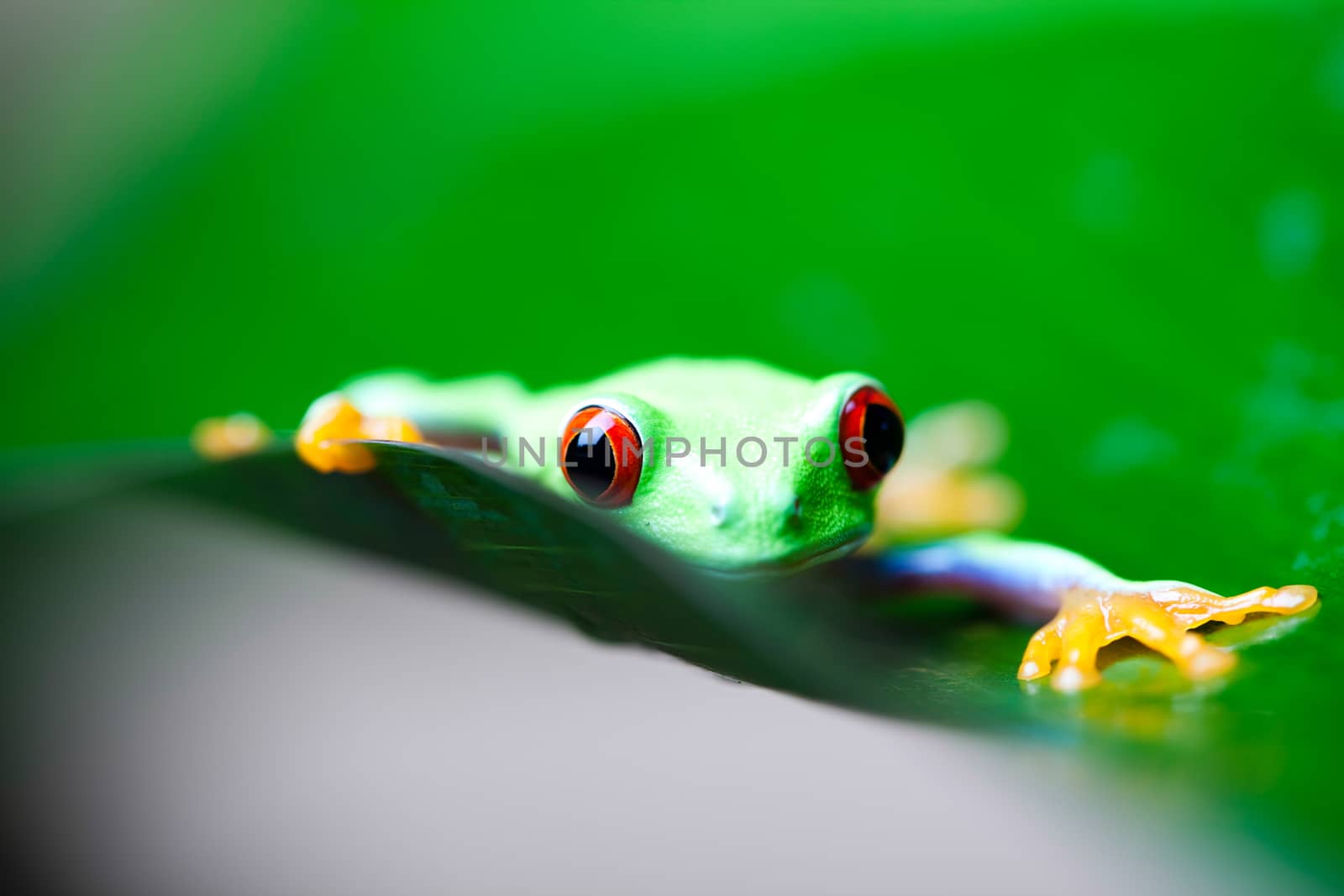 Exotic frog on colorful background