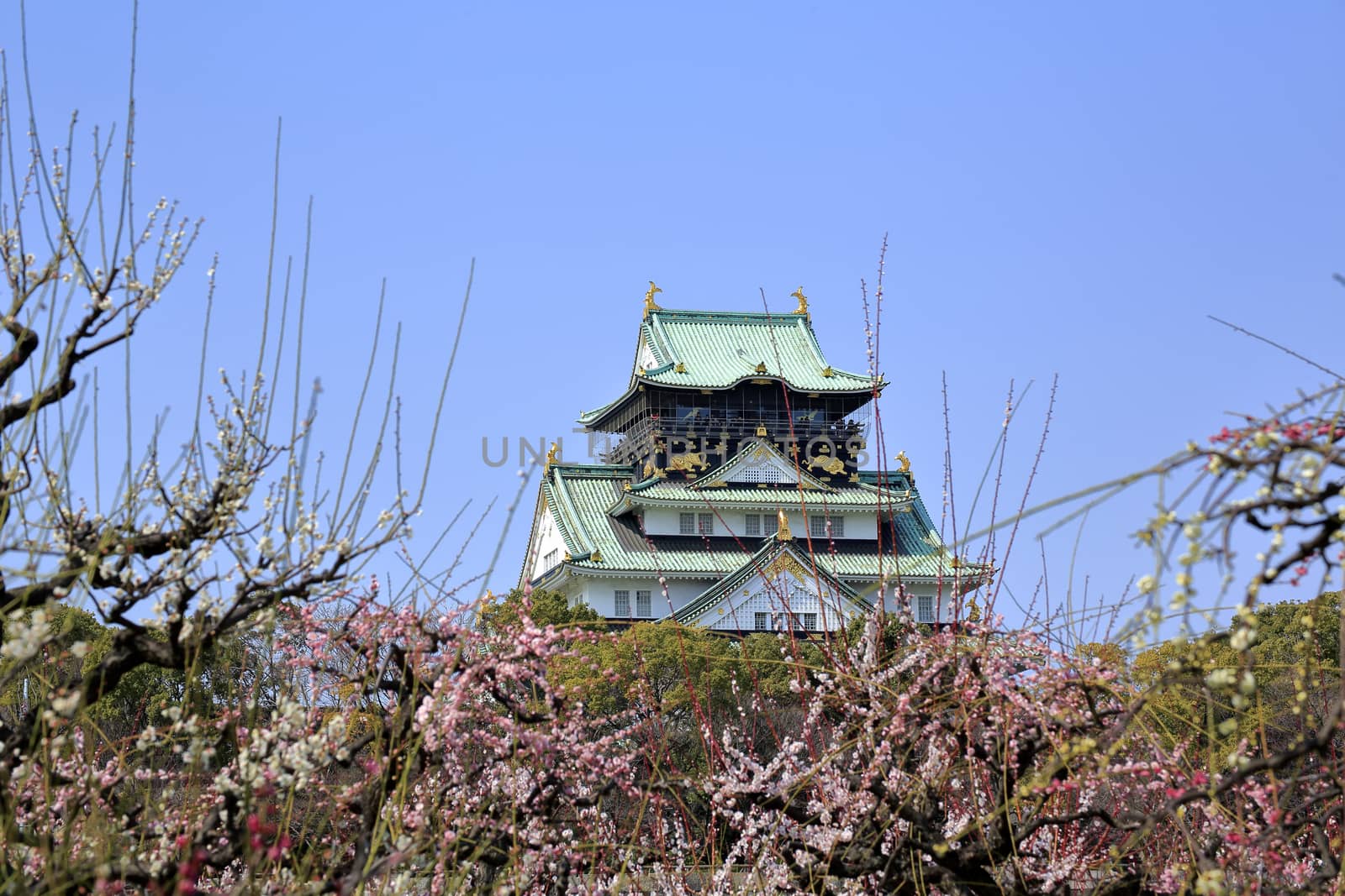 Osaka Castle and plum blossoms in spring season