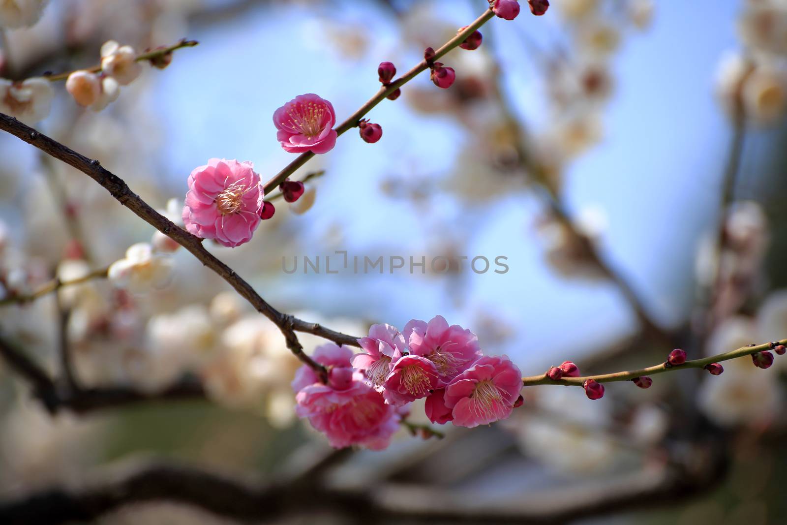 Plum blossom in spring season