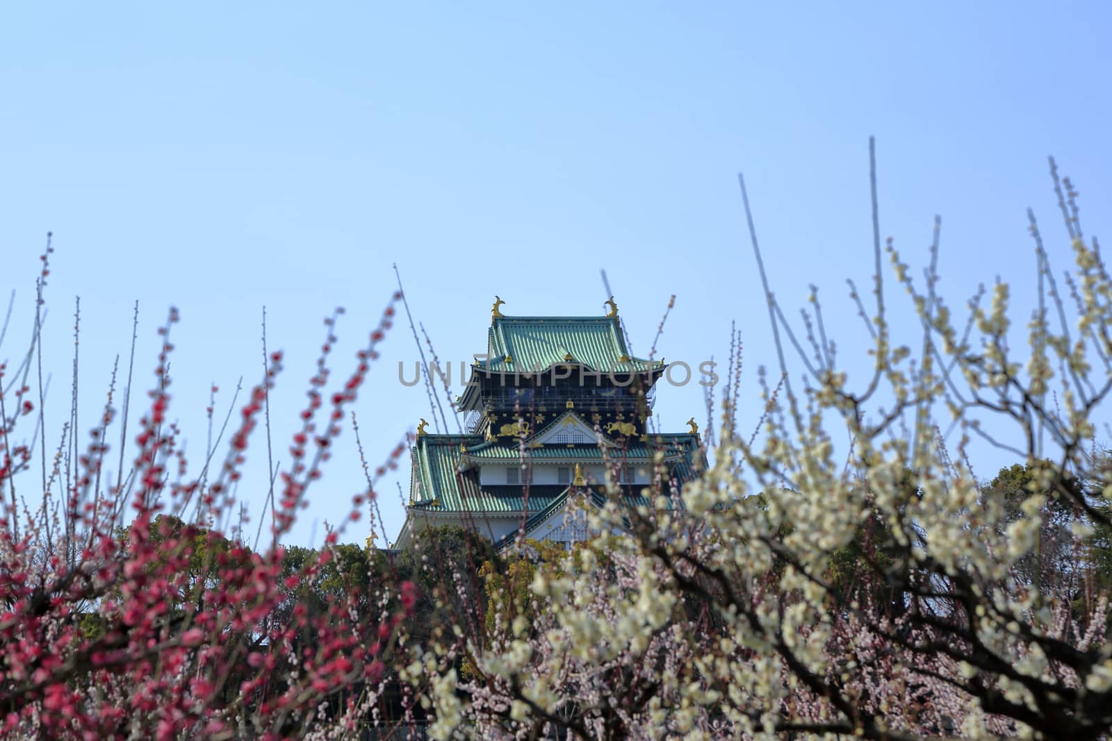 Osaka Castle and plum blossoms in spring season