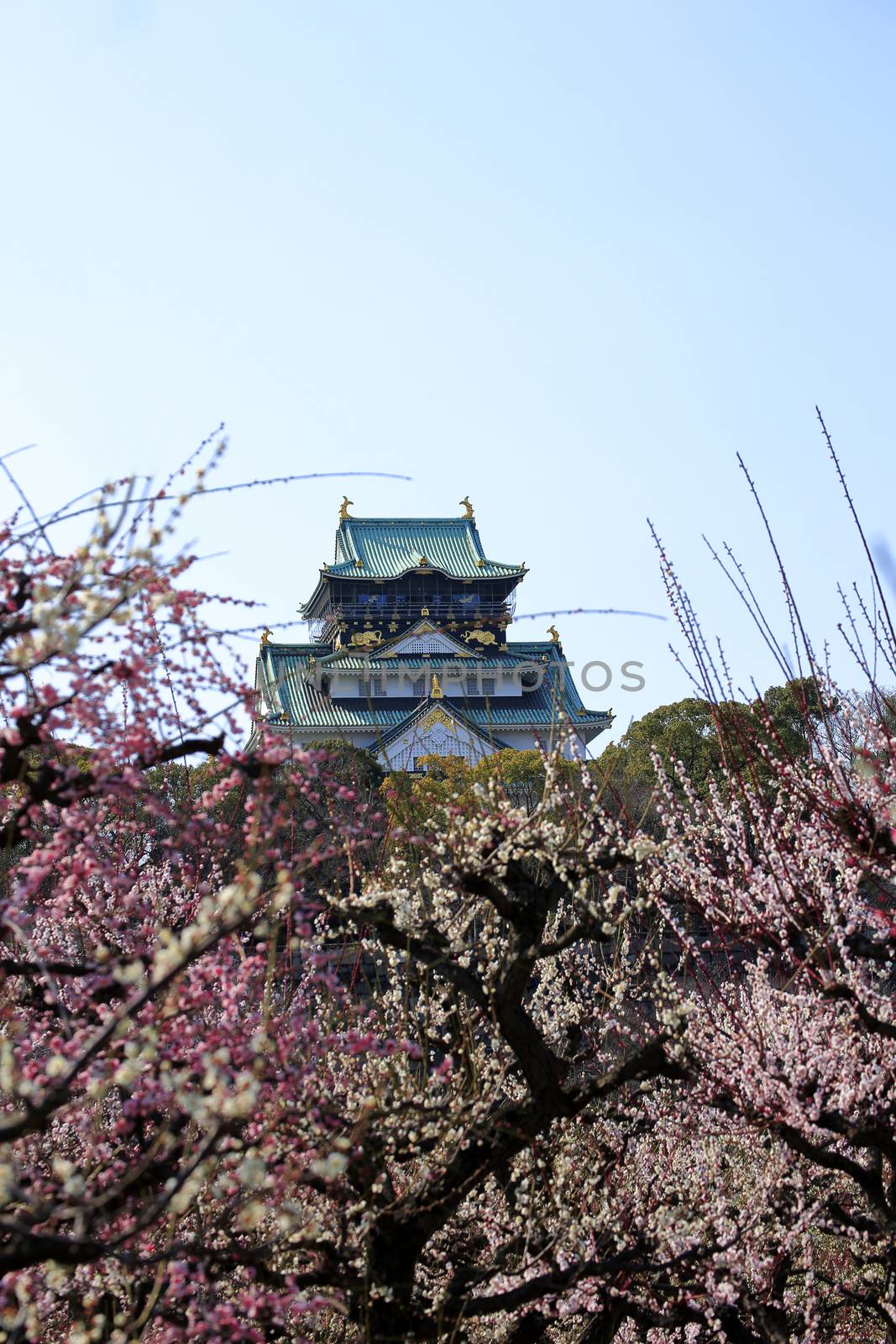 Osaka Castle and plum blossoms in spring season