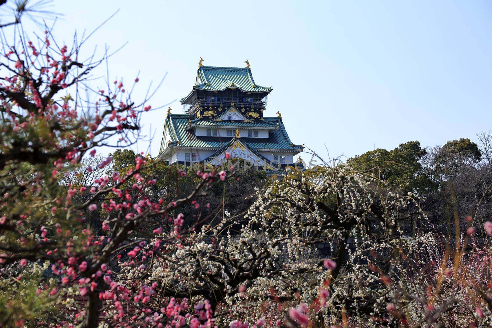 Osaka Castle and plum blossoms in spring season