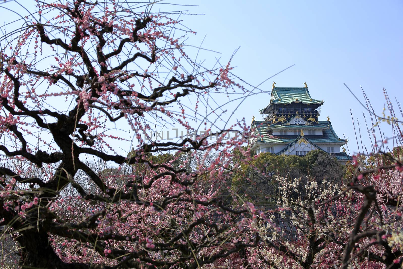 Osaka Castle and plum blossoms in spring season