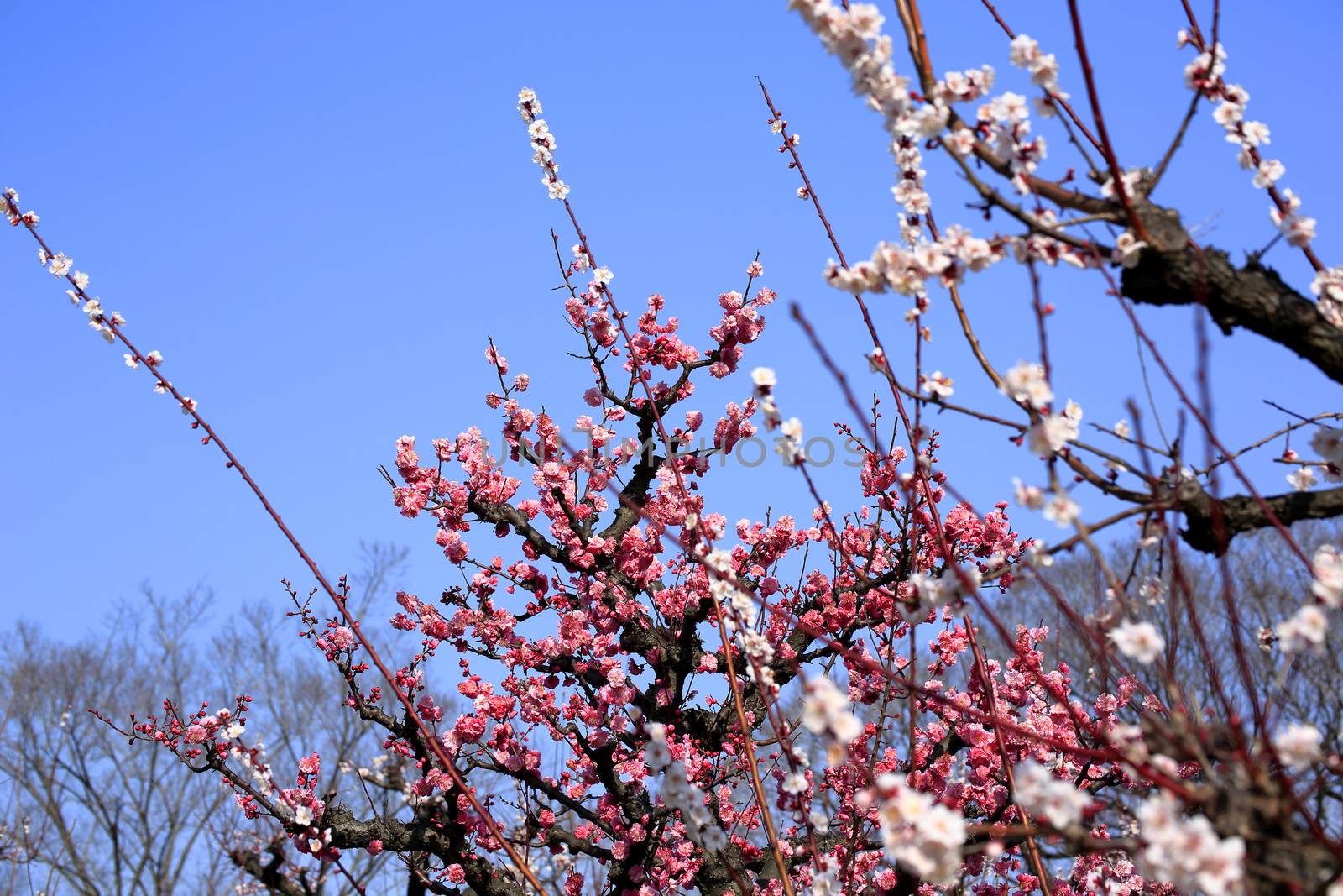 Plum blossom in spring season
