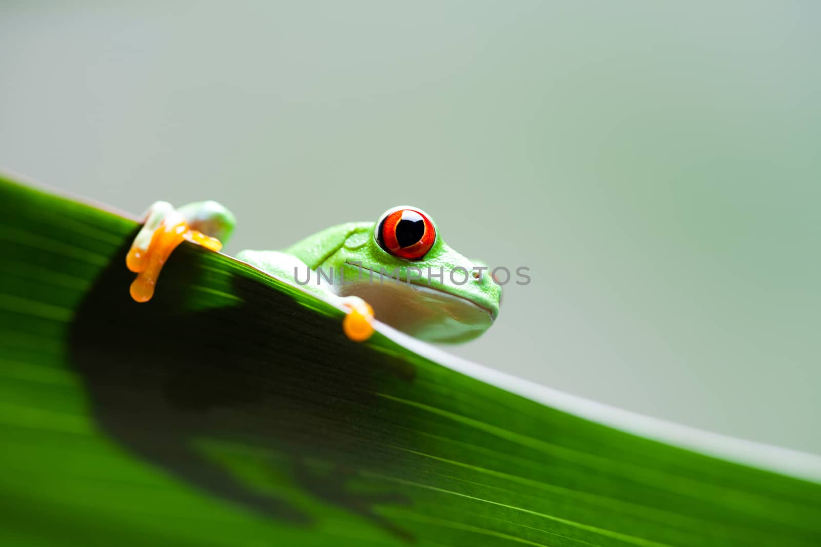 Exotic frog on colorful background