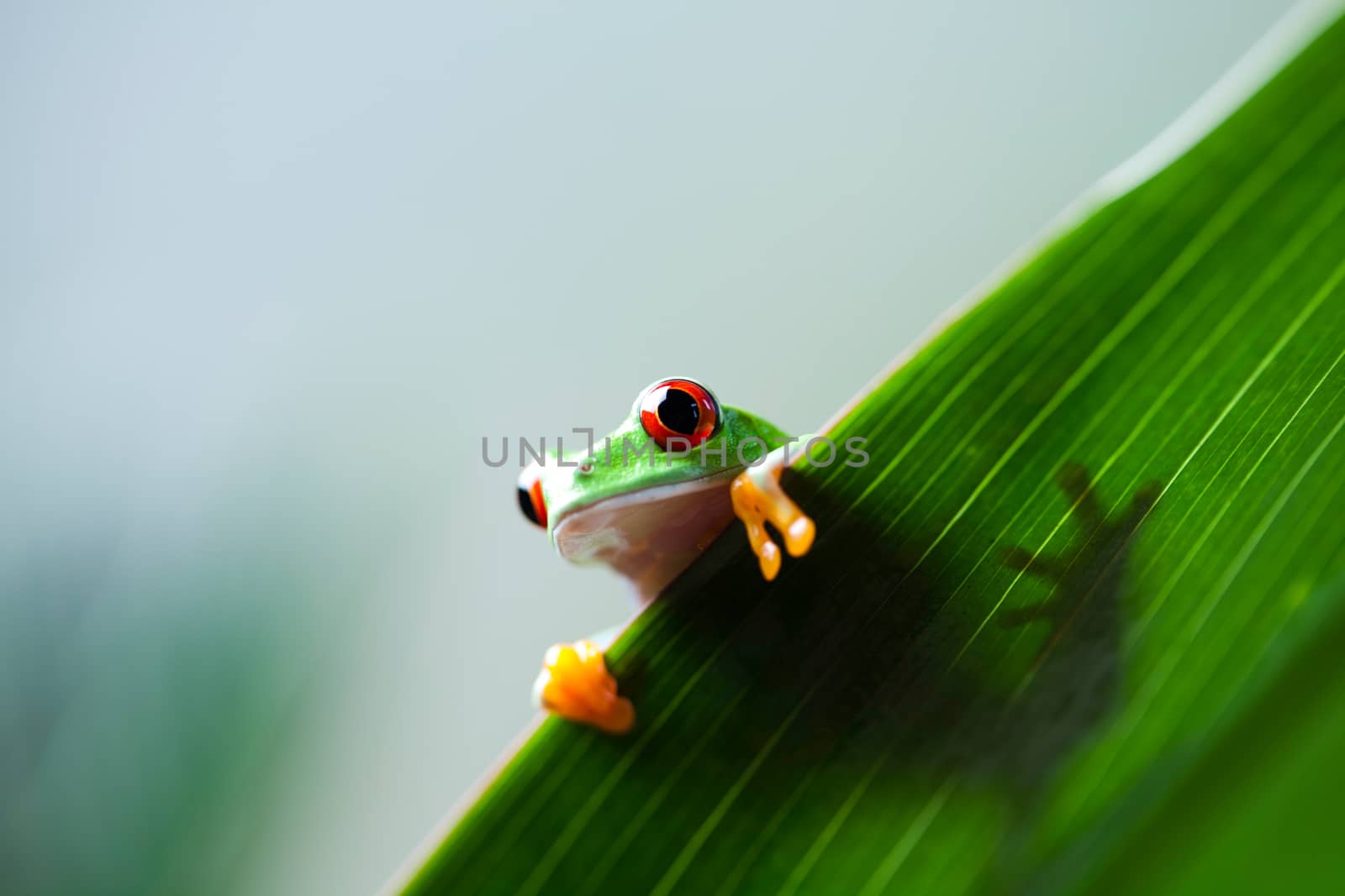 Exotic frog on colorful background