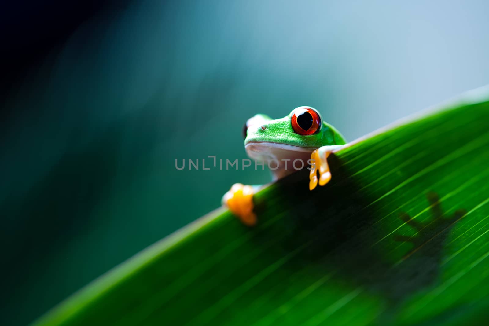 Exotic frog on colorful background