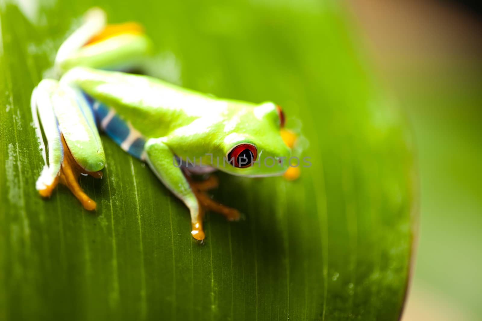 Exotic frog on colorful background